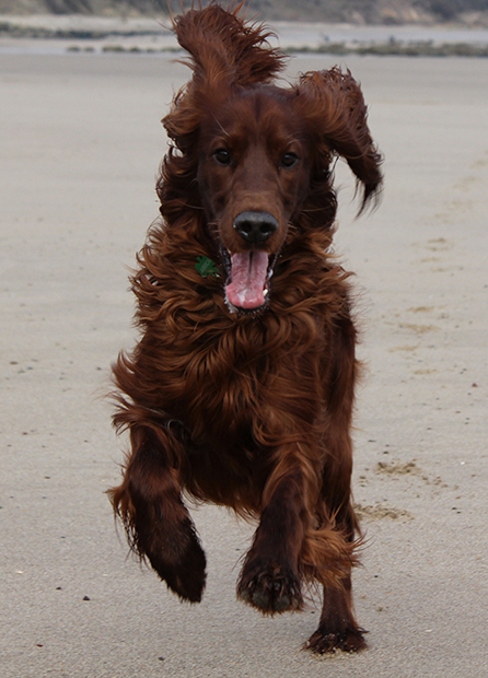 1. Bob the dog, running on the beach. This is Bob, our Irish Setter who sadly died last year. He was such a character, full of love and full of life. We miss him a lot.