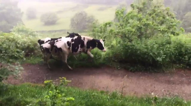 More cows on the loose in Crosspool - photo @Carniphage